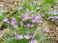 Crocus tommasinianus 17, Boerenkrokus, Saxifraga-Rutger Barendse