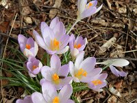 Crocus tommasinianus 18, Boerenkrokus, Saxifraga-Rutger Barendse
