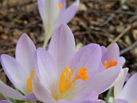 Crocus tommasinianus 20, Boerenkrokus, Saxifraga-Rutger Barendse