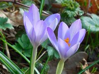 Crocus tommasinianus 23, Boerenkrokus, Saxifraga-Ed Stikvoort