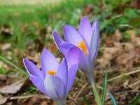 Crocus tommasinianus 24, Boerenkrokus, Saxifraga-Ed Stikvoort