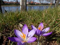 Crocus tommasinianus 27, Boerenkrokus, Saxifraga-Ed Stikvoort