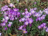 Crocus tommasinianus 4, Boerenkrokus, Saxifraga-Willem van Kruijsbergen