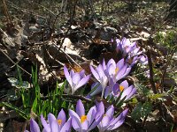 Crocus tommasinianus 7, Boerenkrokus, Saxifraga-Rutger Barendse