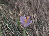 Crocus veluchensis 2, Saxifraga-Jan van der Straaten