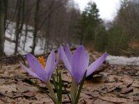 Crocus veluchensis 3, Saxifraga-Harry van Oosterhout