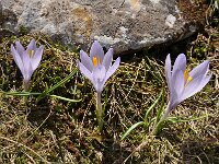 Crocus veluchensis 5, Saxifraga-Harry Jans