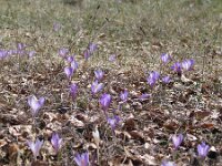 Crocus vernus