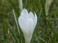 Crocus vernus 11, Bonte krokus, Saxifraga-Willem van Kruijsbergen