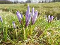 Crocus vernus 12, Bonte krokus, Saxifraga-Rutger Barendse