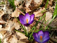 Crocus vernus 16, Bonte krokus, Saxifraga-Rutger Barendse