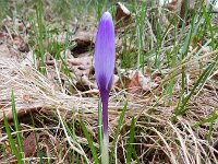 Crocus vernus 17, Bonte krokus, Saxifraga-Rutger Barendse