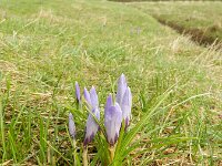 Crocus vernus 19, Bonte krokus, Saxifraga-Rutger Barendse