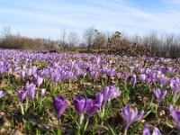 Crocus vernus 2, Bonte krokus, Saxifraga-Jasenka Topic