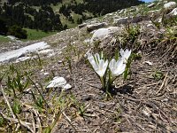 Crocus vernus 26, Bonte krokus, Saxifraga-Luuk Vermeer