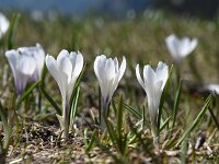 Crocus vernus 28, Bonte krokus, Saxifraga-Luuk Vermeer
