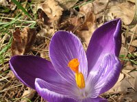 Crocus vernus 4, Bonte krokus, Saxifraga-Rutger Barendse