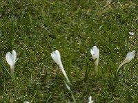 Crocus vernus 6, Bonte krokus, Saxifraga-Willem van Kruijsbergen