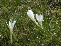 Crocus vernus 8, Bonte krokus, Saxifraga-Willem van Kruijsbergen