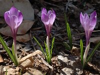 Crocus versicolor