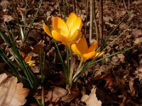 Crocus x luteus