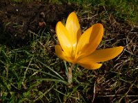 Crocus x luteus 2, Gele krokus, Saxifraga-Ed Stikvoort
