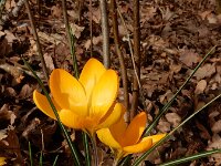 Crocus x luteus 3, Gele krokus, Saxifraga-Ed Stikvoort
