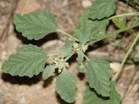 Crozophora tinctoria