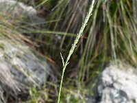 Crucianella latifolia