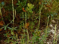 Crucianella latifolia 6, Saxifraga-Ed Stikvoort : Krani en Argostoli Kefalonia s9900