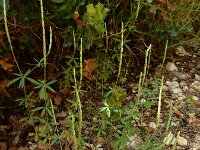 Crucianella latifolia 8, Saxifraga-Ed Stikvoort : Krani en Argostoli Kefalonia s9900