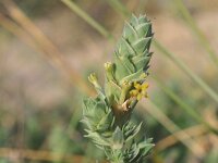 Crucianella maritima