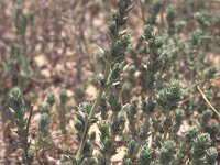 Crucianella maritima 2, Saxifraga-Inigo Sanchez