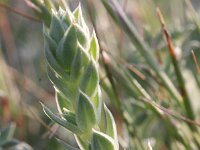 Crucianella maritima 3, Saxifraga-Rutger Barendse