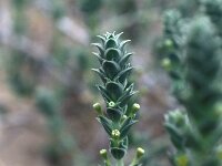Crucianella maritima 4, Saxifraga-Jan van der Straaten