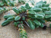 Crucianella maritima 8, Saxifraga-Ed Stikvoort