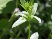 Cruciata glabra