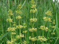 Cruciata glabra 2, Saxifraga-Jan Willem Jongepier