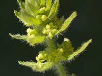 Cruciata laevipes, Crosswort