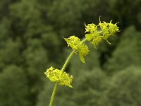 Cruciata laevipes 10, Kruisbladwalstro, Saxifraga-Jan van der Straaten