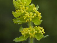 Cruciata laevipes 11, Kruisbladwalstro, Saxifraga-Willem van Kruijsbergen