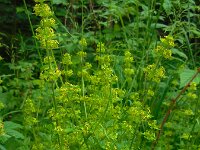 Cruciata laevipes 13, Kruisbladwalstro, Saxifraga-Ed Stikvoort