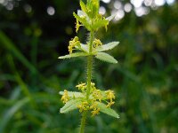 Cruciata laevipes 16, Kruisbladwalstro, Saxifraga-Ed Stikvoort