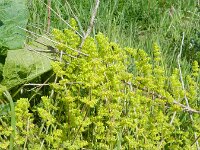 Cruciata laevipes 19, Kruisbladwalstro, Saxifraga-Rutger Barendse