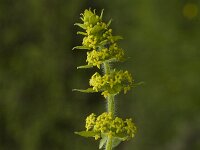 Cruciata laevipes 3, Kruisbladwalstro, Saxifraga-Jan van der Straaten