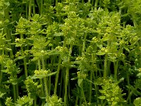 Cruciata laevipes 5, Kruisbladwalstro, Saxifraga-Marijke Verhagen