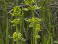 Cruciata laevipes 6, Kruisbladwalstro, Saxifraga-Willem van Kruijsbergen