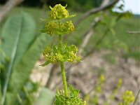 Cruciata laevipes 7, Kruisbladwalstro, Saxifraga-Jasenka Topic