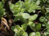Cruciata pedemontana