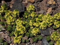 Cruciata taurica 2, Saxifraga-Ed Stikvoort
